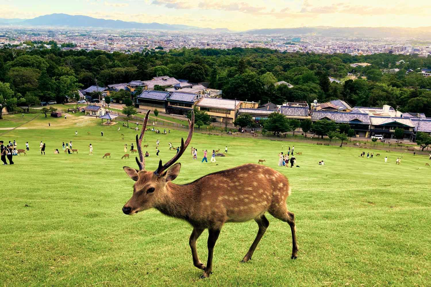 A deer at Nara Park, Japan